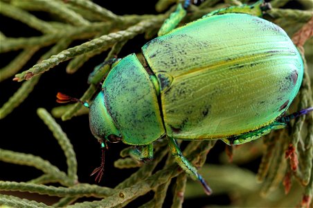 Wood's Jewel Scarab (Scarabaeidae, Chrysina woodi)