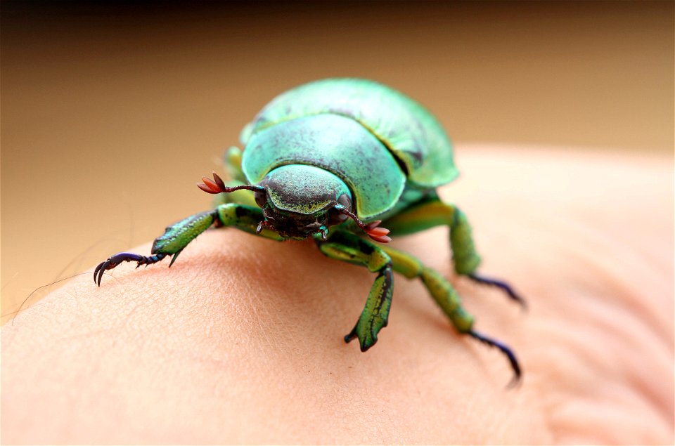 Wood's Jewel Scarab (Scarabaeidae, Chrysina woodi)