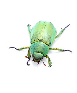 Wood's Jewel Scarab (Scarabaeidae, Chrysina woodi)