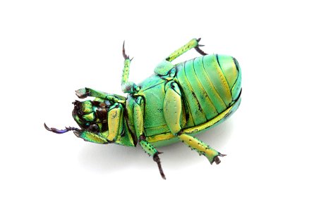 Wood's Jewel Scarab (Scarabaeidae, Chrysina woodi)