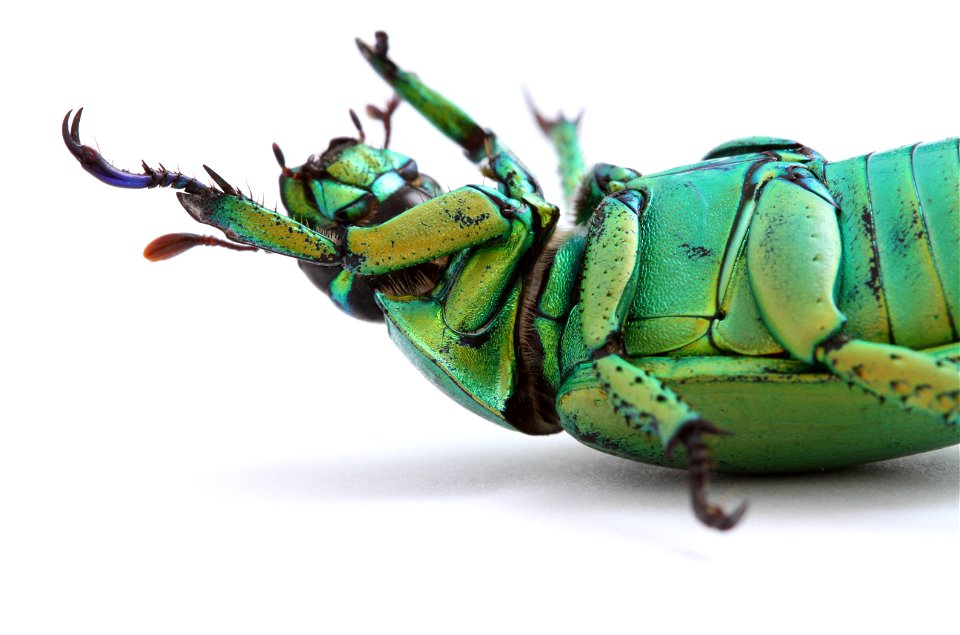 Wood's Jewel Scarab (Scarabaeidae, Chrysina woodi)
