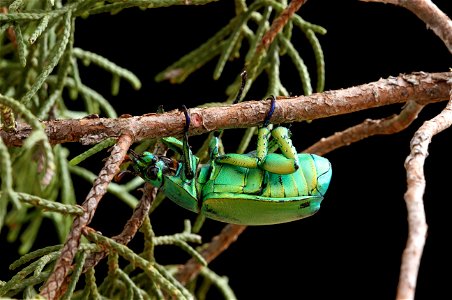 Wood's Jewel Scarab (Scarabaeidae, Chrysina woodi) photo