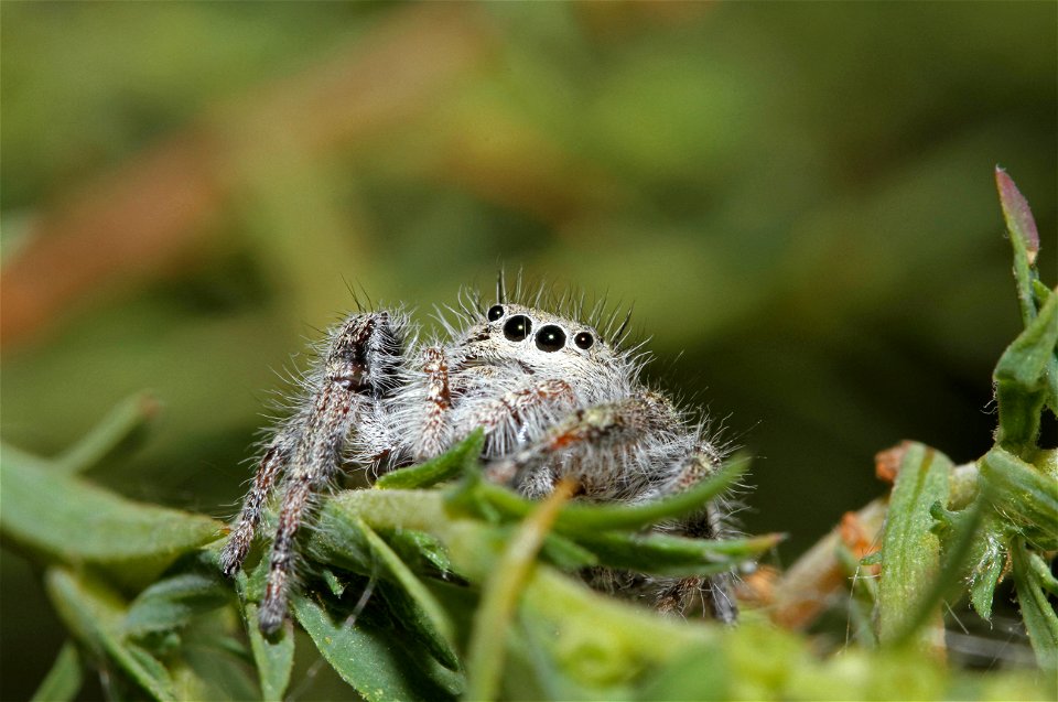 Jumping spider, female (Salticidae, Phidippus sp.)