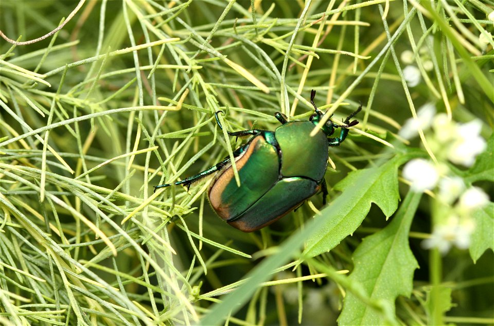 Green June beetle (Scarabaeidae, Cotinis nitida)