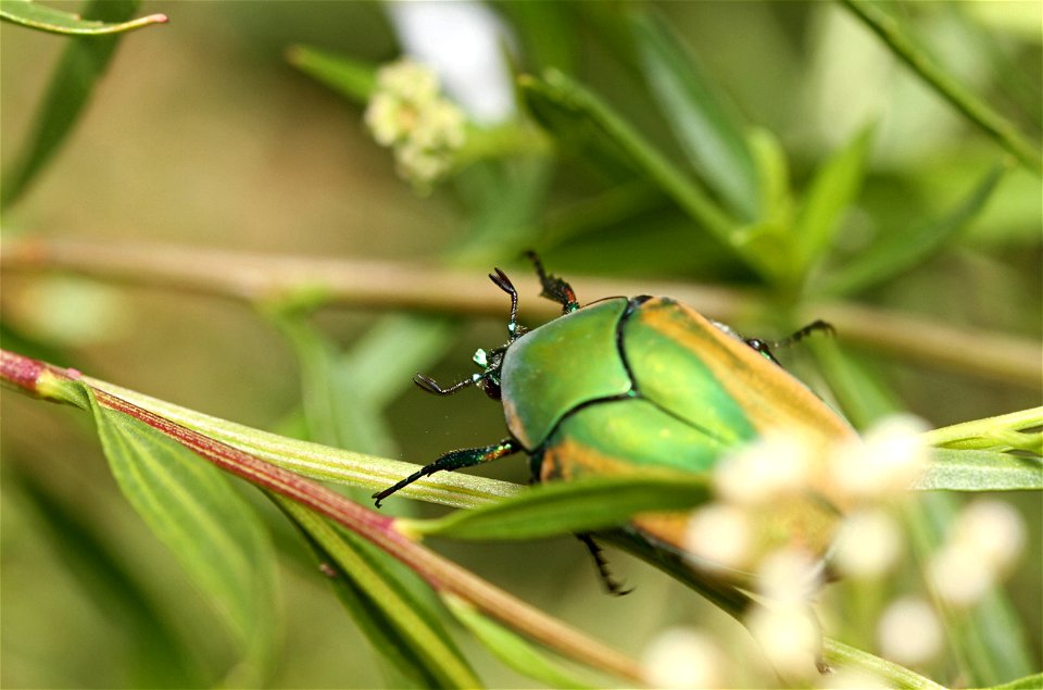 Green June beetle (Scarabaeidae, Cotinis nitida)