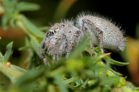Jumping spider, female (Salticidae, Phidippus sp.)