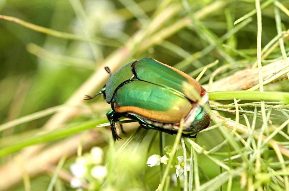Green June beetle (Scarabaeidae, Cotinis nitida)