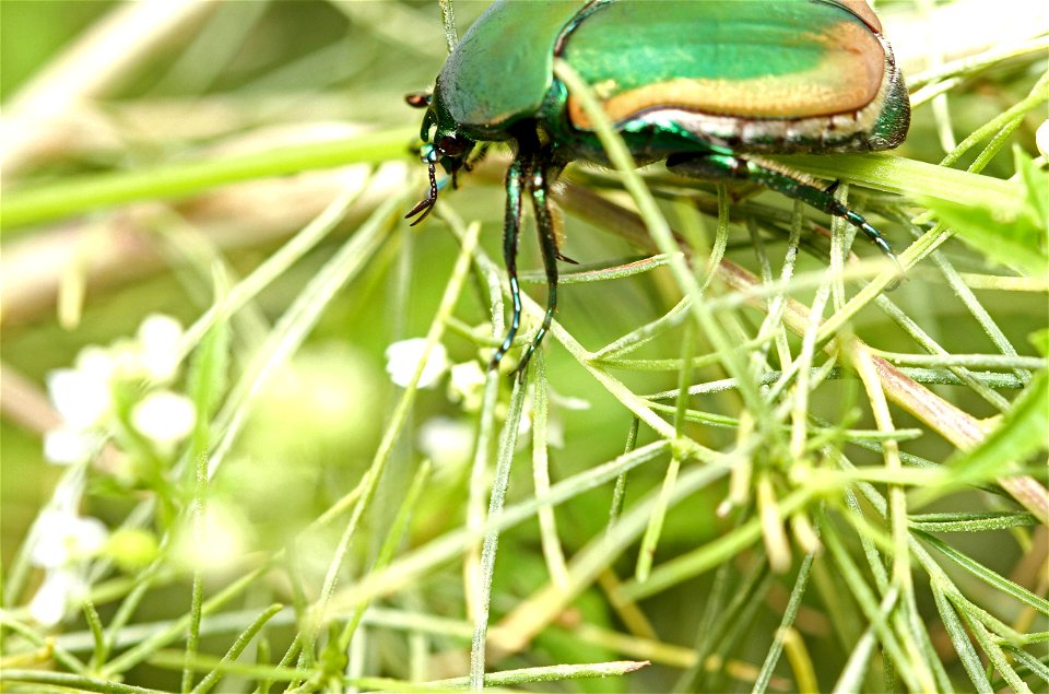 Green June beetle (Scarabaeidae, Cotinis nitida)