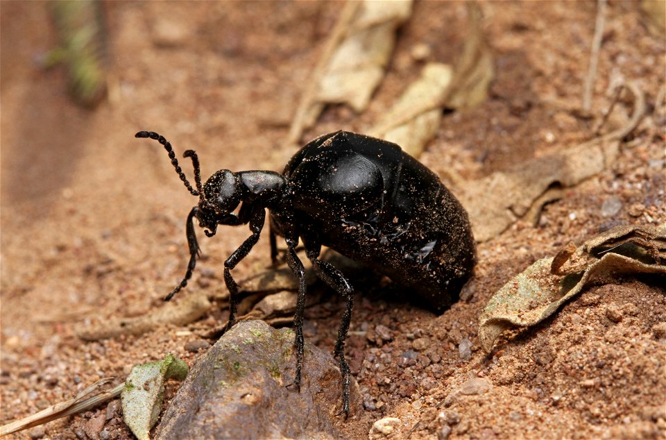 Oil beetle (Meloidae, Meloe sp.)