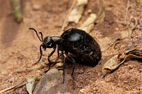 Oil beetle (Meloidae, Meloe sp.) photo