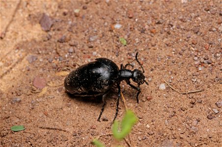 Oil beetle (Meloidae, Meloe sp.)