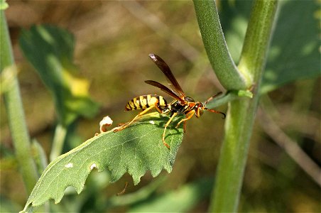 Paper wasp (Vespidae, Polistes aurifer) photo