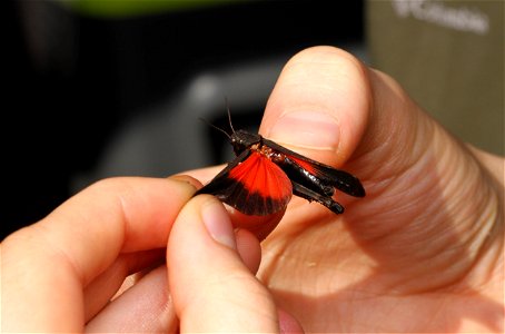 Red-winged Grasshopper (Acrididae, Arphia pseudonietana) photo