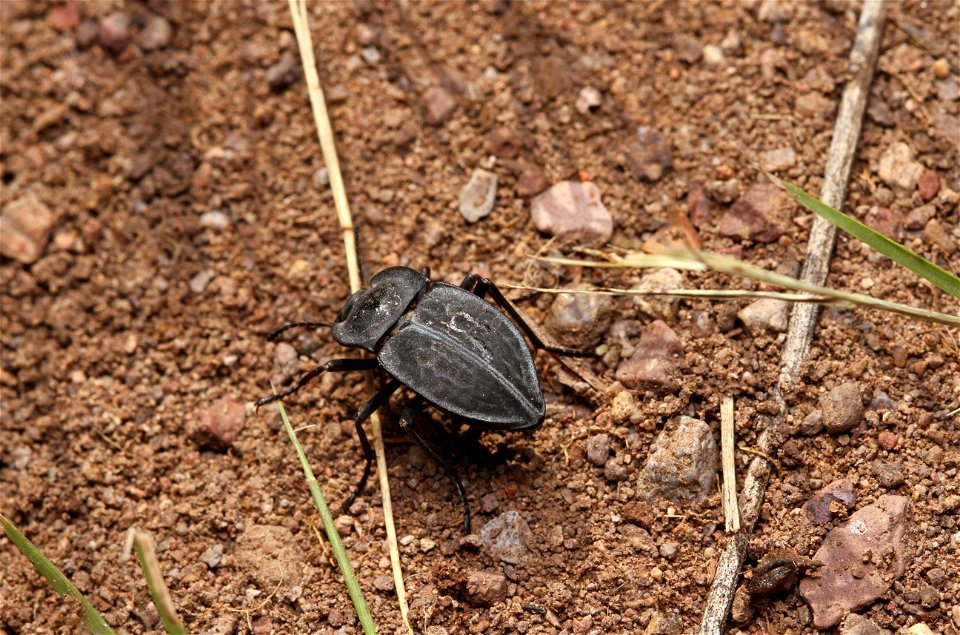 Darkling beetle (Tenebrionid, Embaphion sp.)