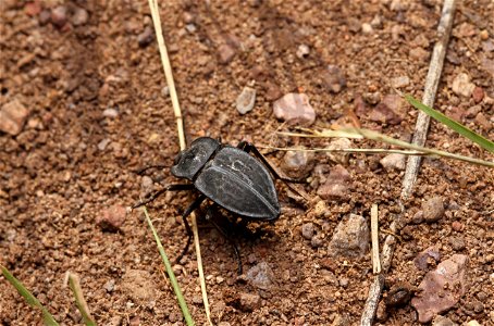 Darkling beetle (Tenebrionid, Embaphion sp.) photo