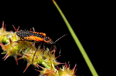 Soldier beetle (Cantharidae, Chauliognathus sp.) photo