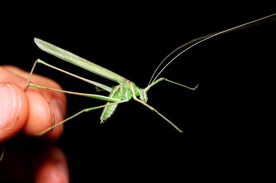 Thread-legged Katydid (Tettigonidae, Arethaea sp.)