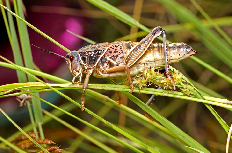Plains Luber Grasshopper (Acrididae, Brachystola magna)