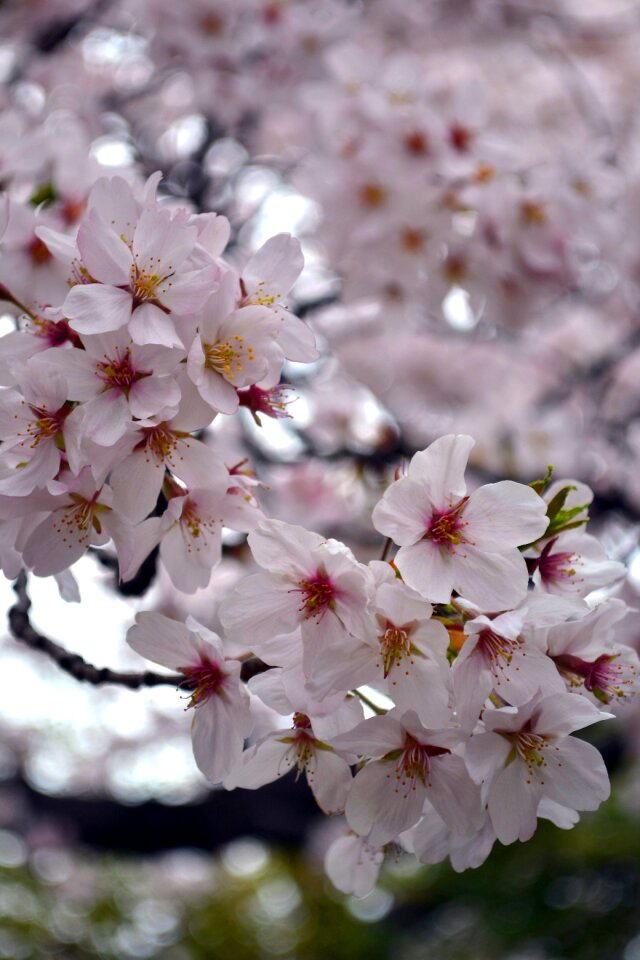Spring pink blossom
