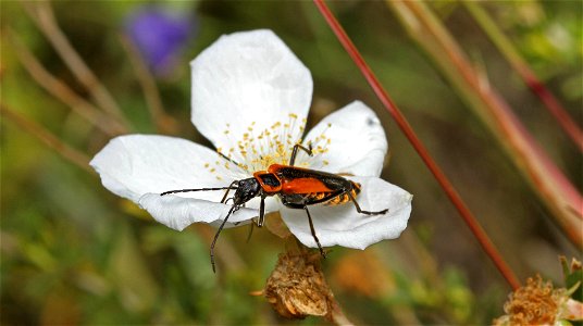 Soldier beetle (Cantharidae, Chauliognathus sp.)