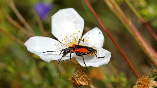 Soldier beetle (Cantharidae, Chauliognathus sp.) photo