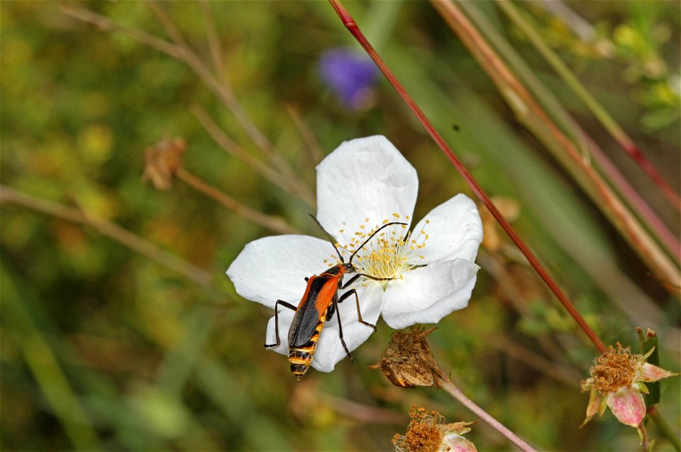 Soldier beetle (Cantharidae, Chauliognathus sp.)
