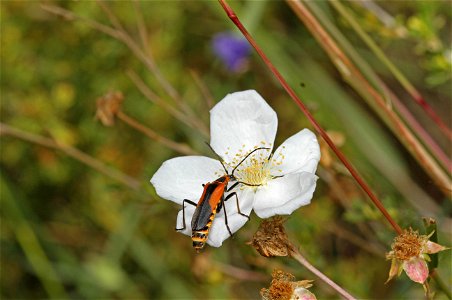 Soldier beetle (Cantharidae, Chauliognathus sp.) photo