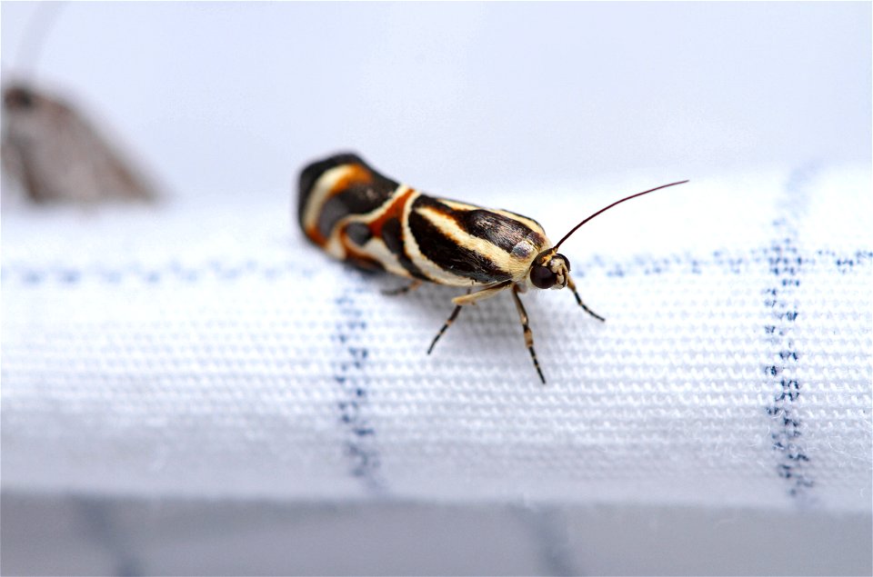 Bird Dropping Moth (Noctuidae, Spragueia magnifica)