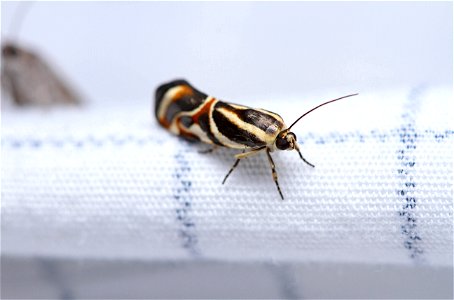 Bird Dropping Moth (Noctuidae, Spragueia magnifica) photo