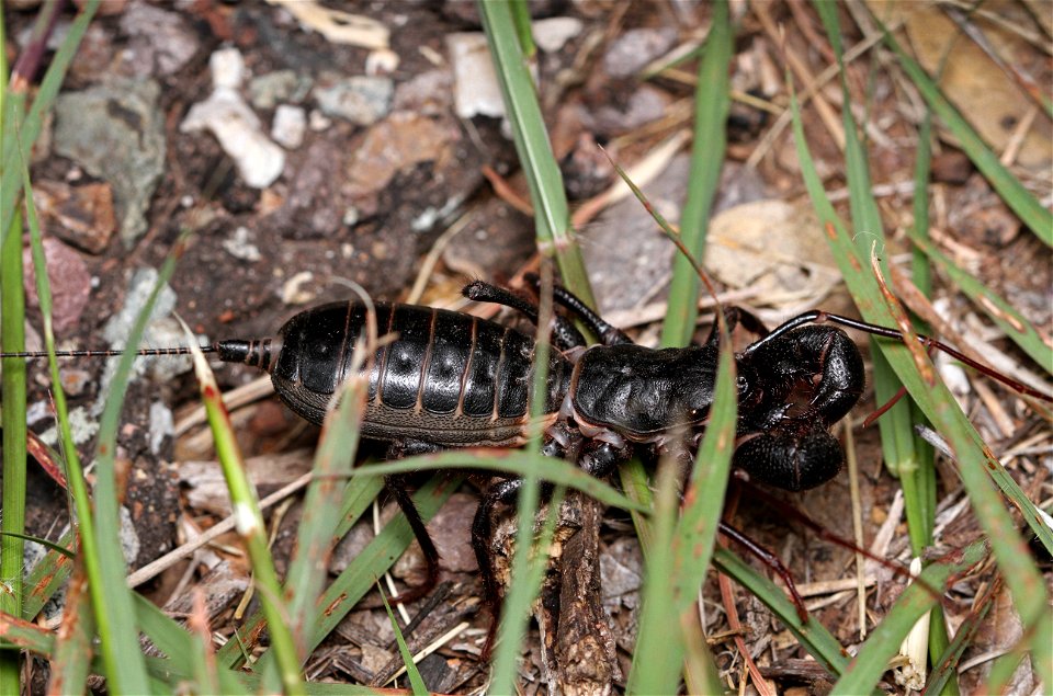 Giant Vinegaroon (Thelyphonidae, Mastigoproctus giganteus)