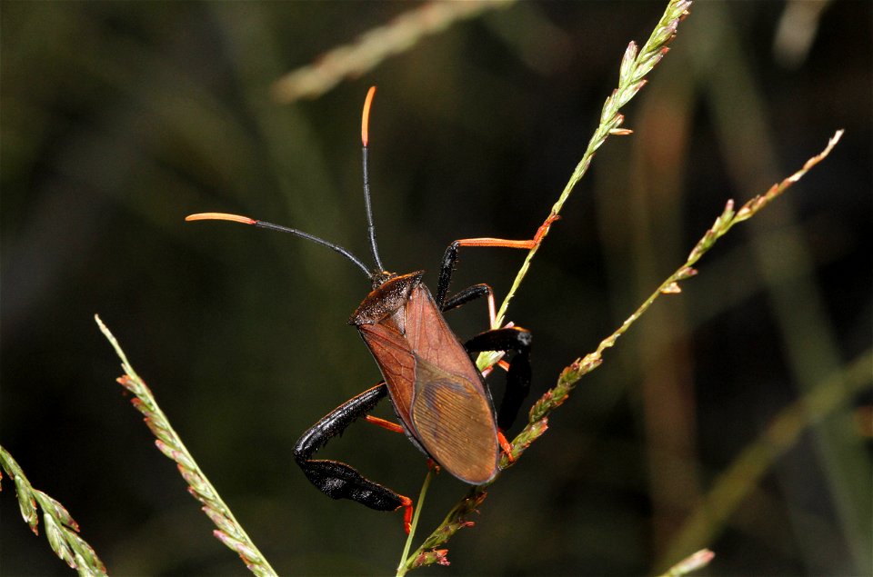 Giant Agave Bug (Coreidae, Acanthocephala thomasi)