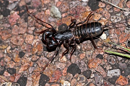 Giant Vinegaroon (Thelyphonidae, Mastigoproctus giganteus) photo