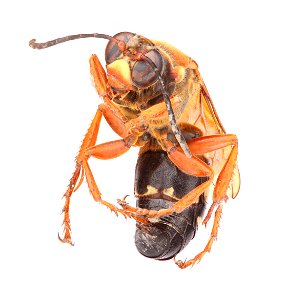 Cicada Killer Wasp (Crabroninae, Sphecius speciosus)