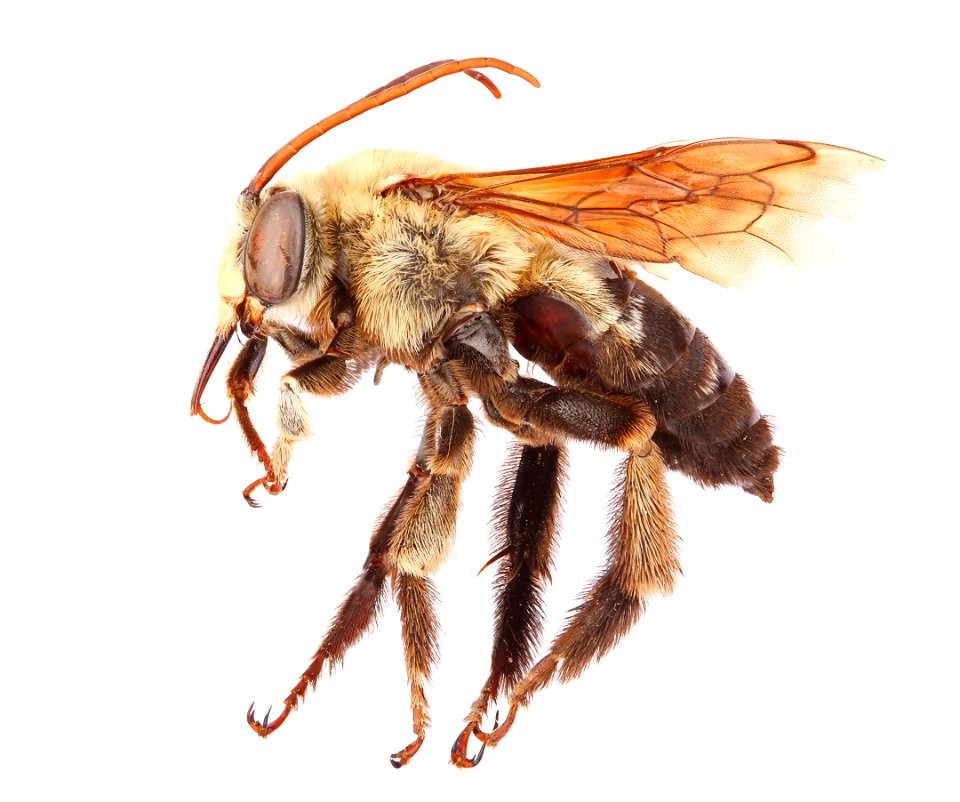 Longhorn bee, male (Apidae, Eucerini)