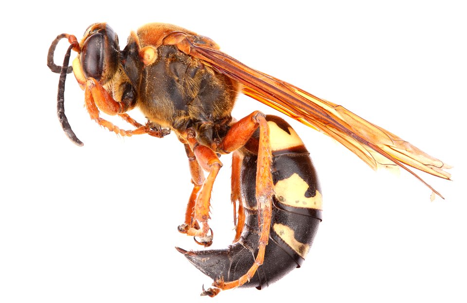 Cicada Killer Wasp (Crabroninae, Sphecius speciosus)