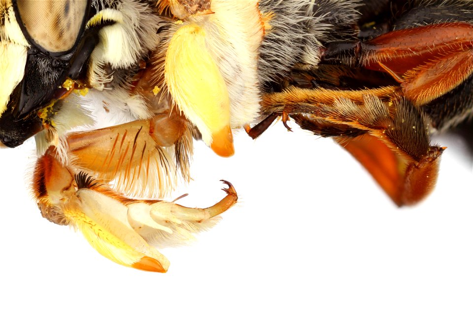 Leafcutter bee, male, showing dilated front legs used during mating (Megachilidae, Megachile sp.)