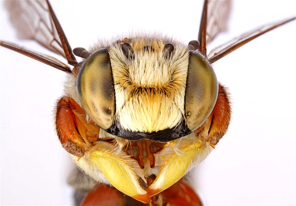 Leafcutter bee, male, showing dilated front legs used during mating (Megachilidae, Megachile sp.)