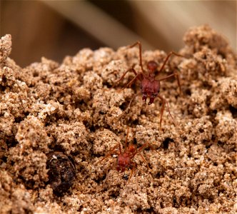 Texas Leafcutter Ants (Formicidae, Atta texana) photo