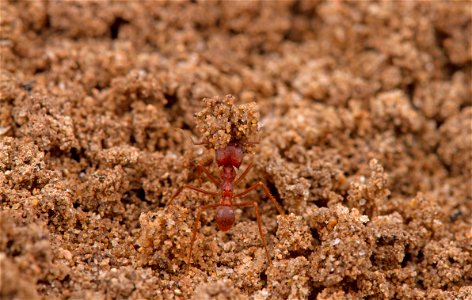 Texas Leafcutter Ant (Formicidae, Atta texana)