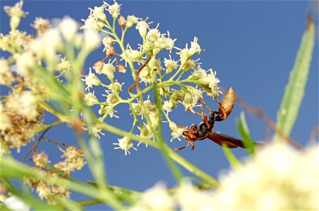 Paper wasp (Vespidae, Polistes comanche) photo