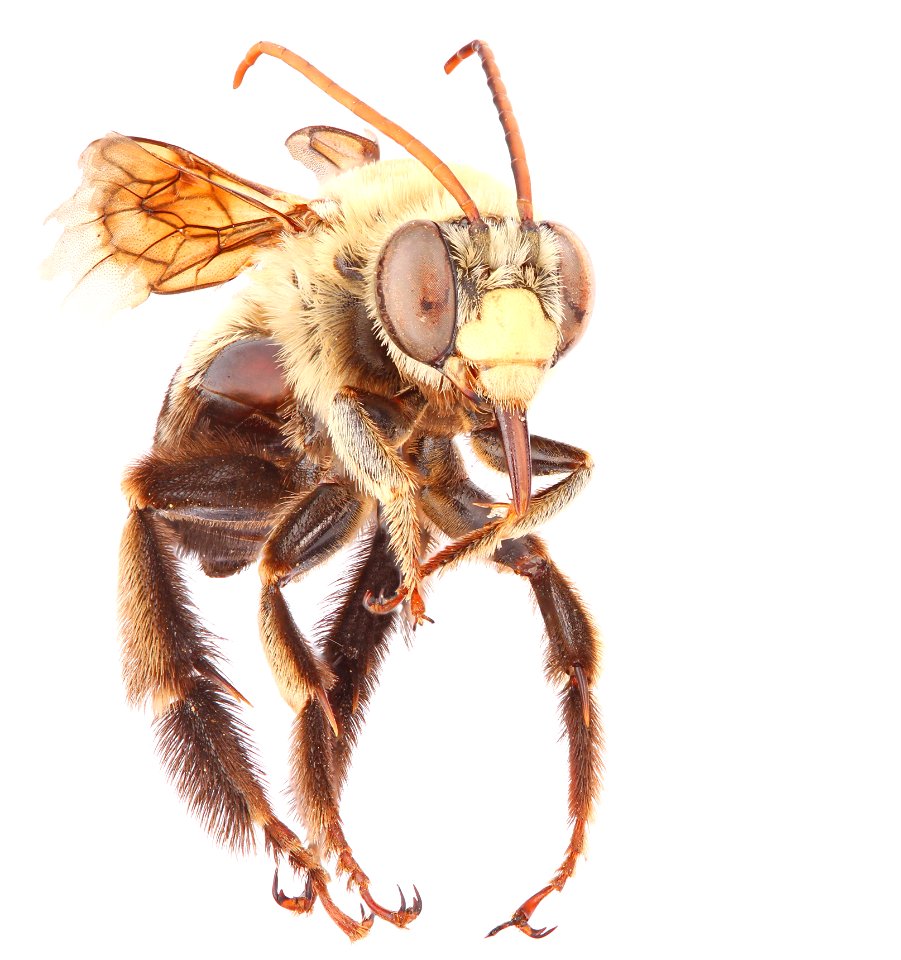 Longhorn bee, male (Apidae, Eucerini)