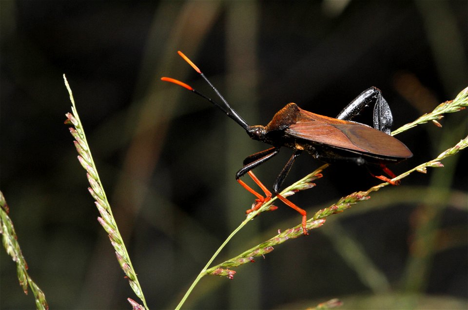 Giant Agave Bug (Coreidae, Acanthocephala thomasi)