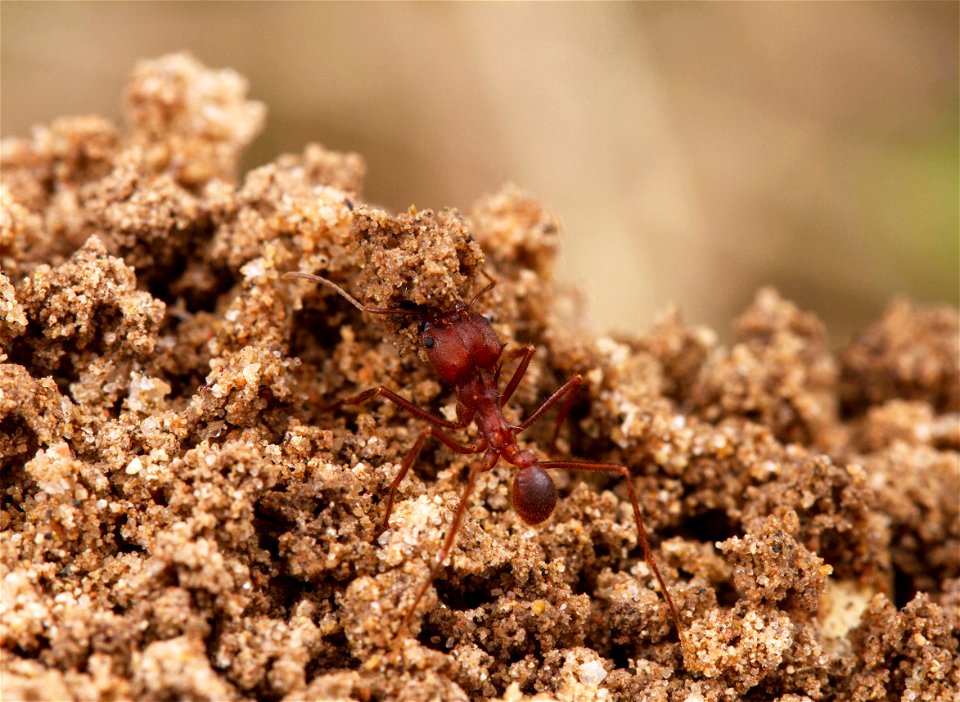 Texas Leafcutter Ant (Formicidae, Atta texana)