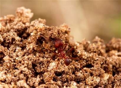 Texas Leafcutter Ant (Formicidae, Atta texana) photo