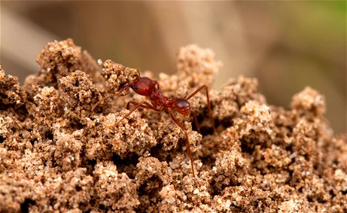 Texas Leafcutter Ant (Formicidae, Atta texana) photo