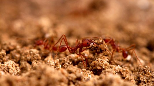 Texas Leafcutter Ants (Formicidae, Atta texana) photo