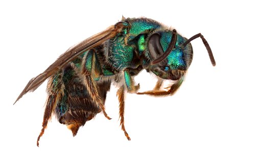 Metallic Green Bee (Halictidae, Agapostemon sp.)