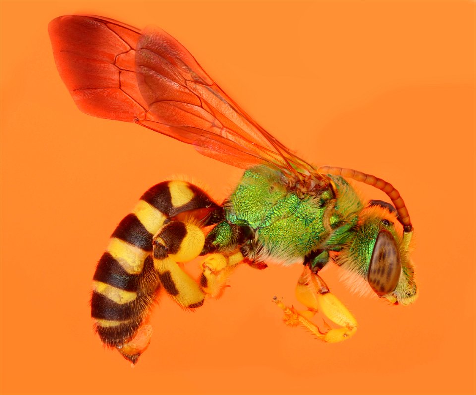 Metallic Green Bee (Halictidae, Agapostemon sp.)