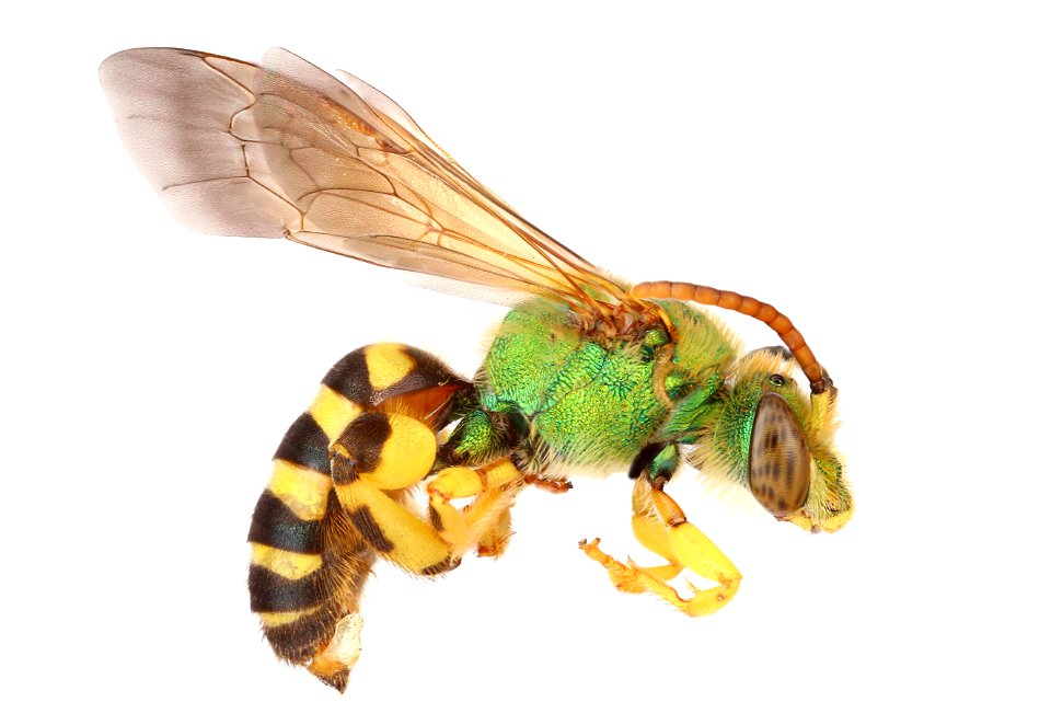 Metallic Green Bee (Halictidae, Agapostemon sp.)
