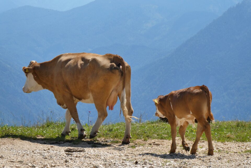 Alpine mountains grazing